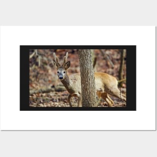 Roe buck in the forest Posters and Art